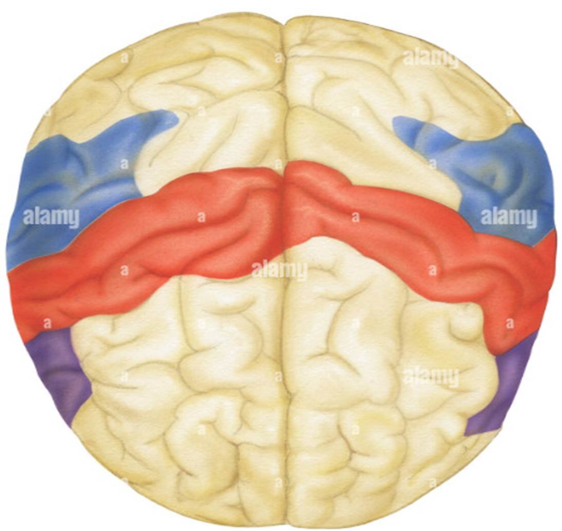 tms-pm-therapy-for-stroke-paralysis-transcranial-magnetic